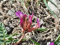 Astragalus buschiorum