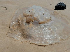 Scyphozoa