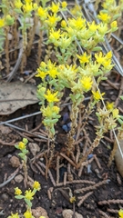 Sedum nuttallii