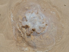 Scyphozoa