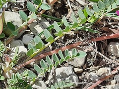 Astragalus buschiorum