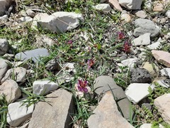 Astragalus buschiorum