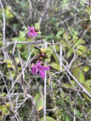 Oplonia spinosa