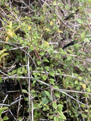 Oplonia spinosa