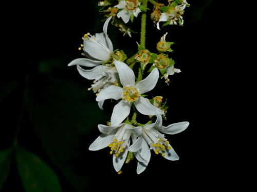 Image of Deutzia Cordatula (Deutzia cordatula) by (c) Jacy Chen, some rights reserved (CC BY)