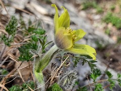 Pulsatilla albana