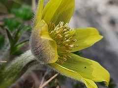 Pulsatilla albana