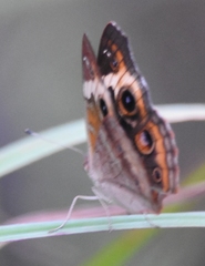 Junonia coenia