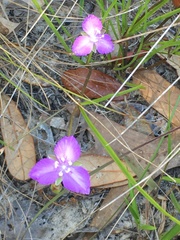 Callisia ornata