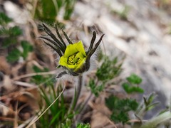 Pulsatilla albana