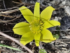 Pulsatilla albana