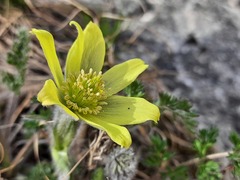 Pulsatilla albana