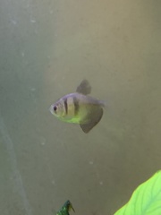 Gymnocorymbus ternetzi