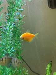 Gymnocorymbus ternetzi