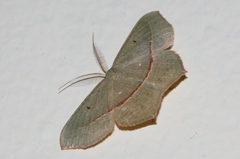 Traminda vividaria