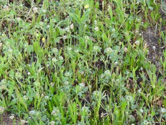 Leontodon longirostris