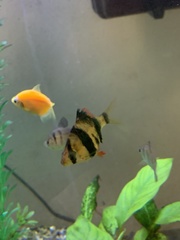 Gymnocorymbus ternetzi