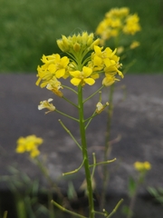 Sisymbrium loeselii