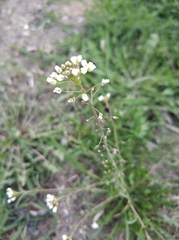 Capsella bursa-pastoris