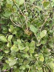 Eugenia sessiliflora