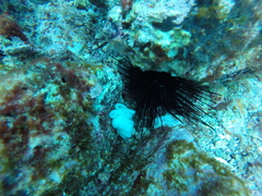 Diadema africanum