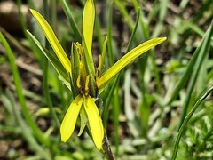 Pseudopodospermum molle