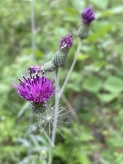 Cirsium carolinianum