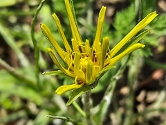 Pseudopodospermum molle