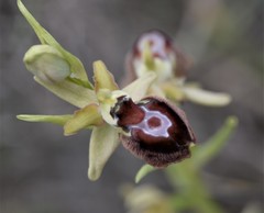 Ophrys sphegodes provincialis