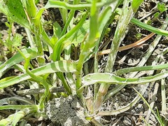 Pseudopodospermum molle