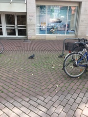 Columba livia domestica