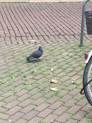 Columba livia domestica