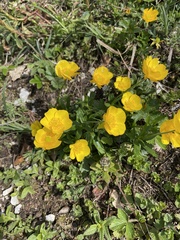 Ranunculus montanus