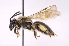 Andrena rugosa