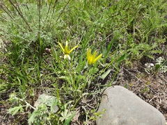 Pseudopodospermum molle