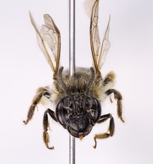 Andrena rugosa