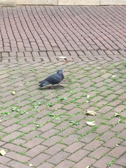 Columba livia domestica