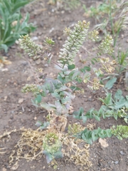 Lepidium perfoliatum