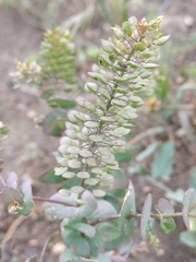 Lepidium perfoliatum