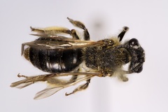 Andrena rugosa