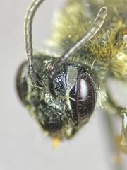 Andrena rugosa