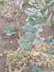 Lepidium perfoliatum