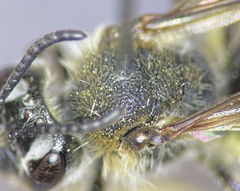 Andrena rugosa