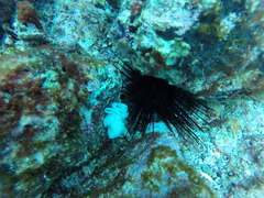 Diadema africanum