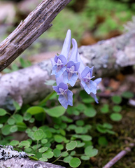 Corydalis lineariloba