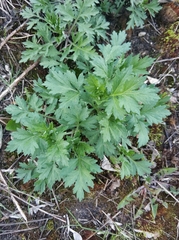 Artemisia vulgaris