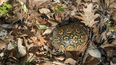 Terrapene carolina