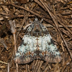 Catocala connubialis