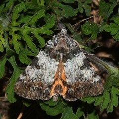 Catocala connubialis