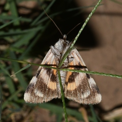 Catocala connubialis